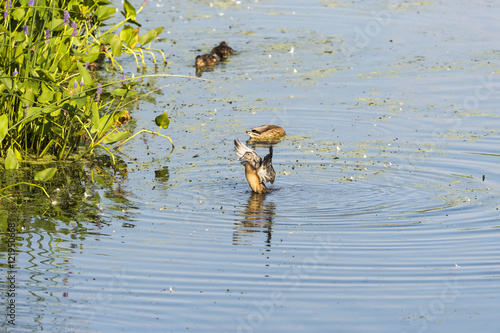 Cuadro en lienzo Wood Duck limbering up