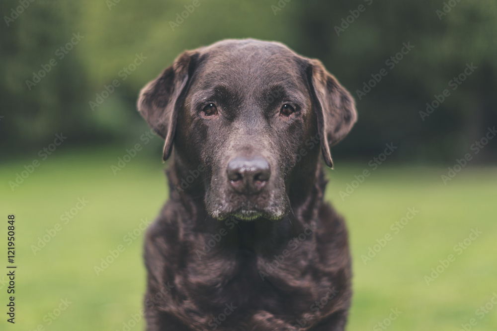 Portrait of Senior Chocolate Labrador in Garden