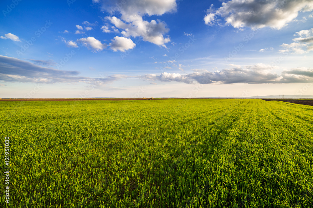 Green wheat field Green wheat field