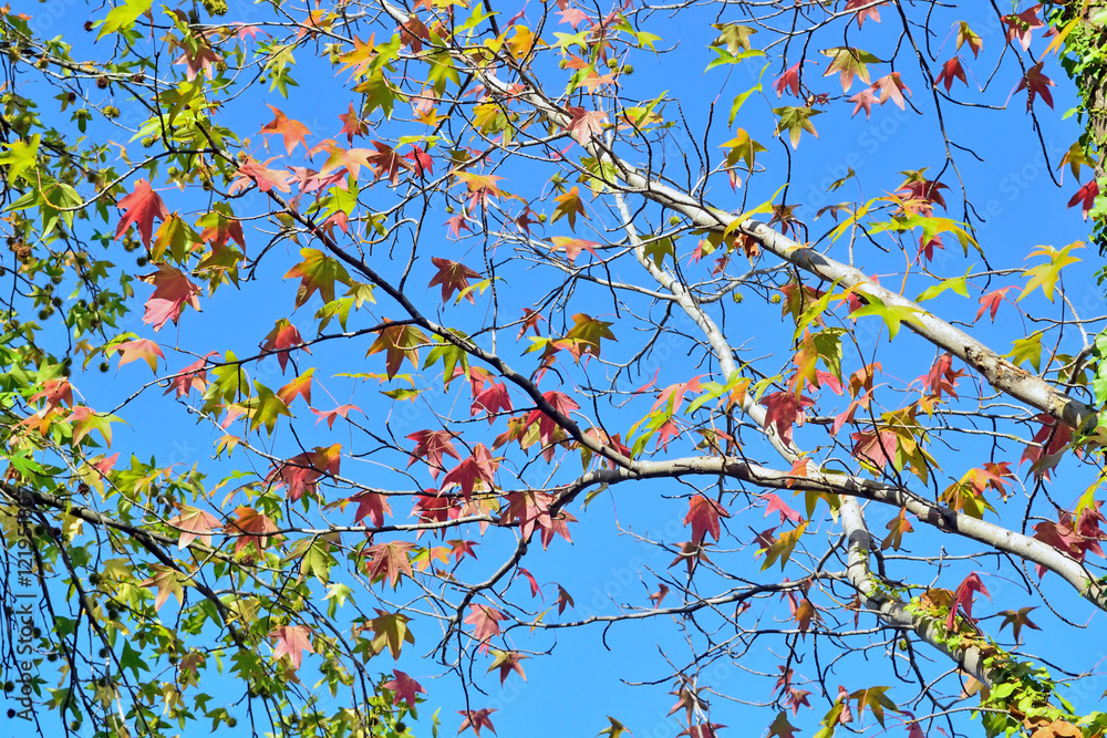 autumn leaves against the blue sky background autumn leaves against the blue sky background