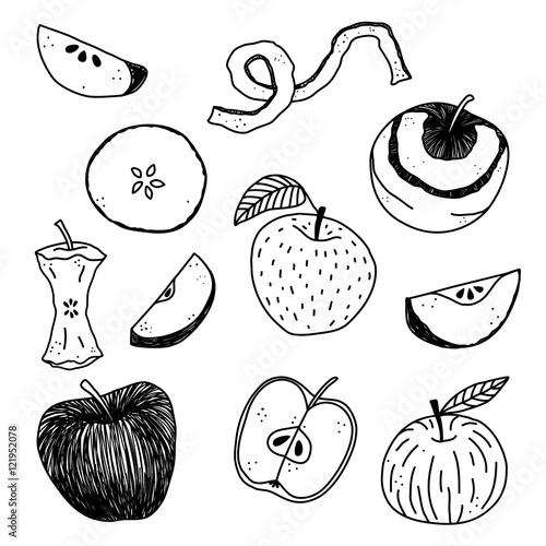 Hand drawn apple vector illustration