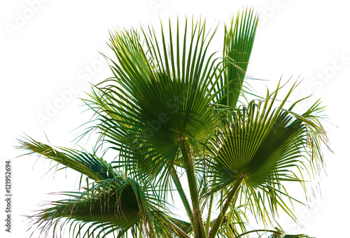 Palm leaves on a white background