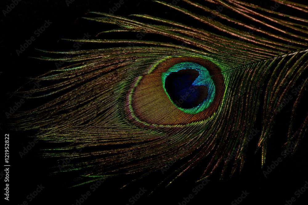 Obraz premium beautiful colorful peacock feather