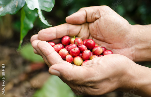 fresh coffee berries in hands