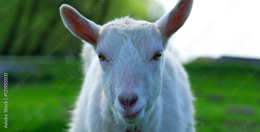 Fototapeta premium Portrait of a goat