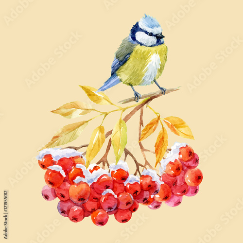 Titmouse bird and ashberry