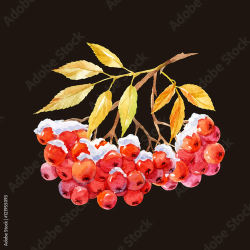 Branch of ashberry