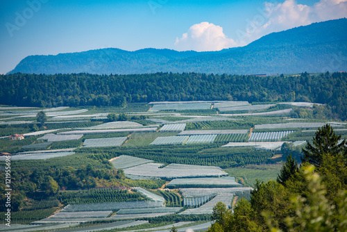 Crops of apples from Val di Non in Trentino Italy photo