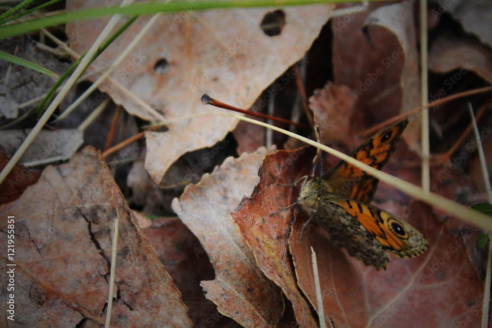 Naklejka premium mariposa