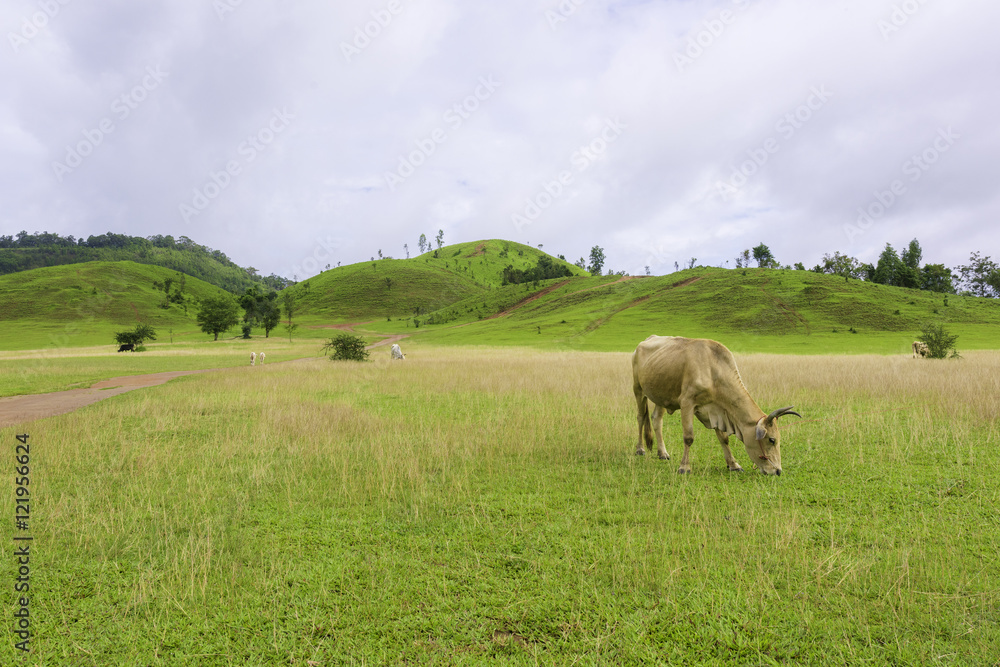 Obraz premium Herd of cows in green grass mountain (Rainy season) in Ranong, Southern of Thailand.