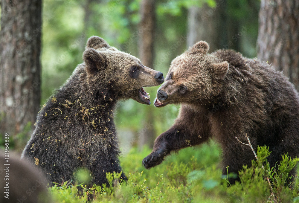 The Cubs of Brown bears (Ursus Arctos Arctos) playfully fighting, The summer forest. Natural green Background The Cubs of Brown bears (Ursus Arctos Arctos) playfully fighting, The summer forest. Natural green Background