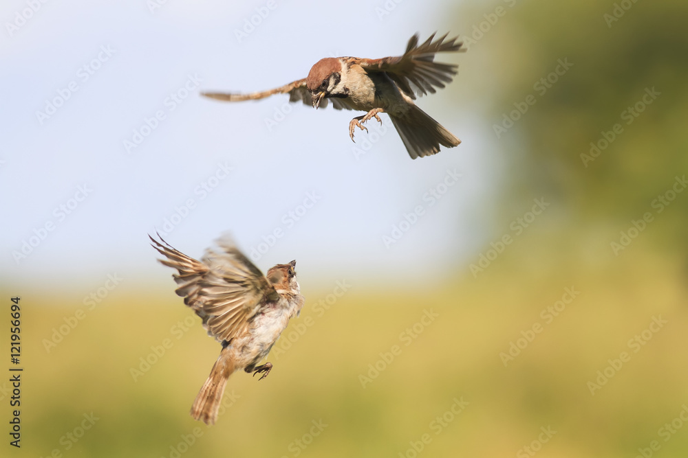 Obraz premium angry birds sparrows fly and fight wings