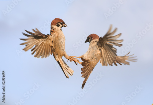 two birds sparrows grappled with his paws and circling in the sky © nataba