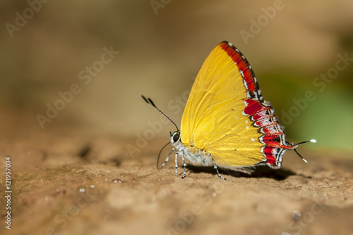 Common Purple Sapphire butterfly feeding food on the ground in nature,Thailand photo