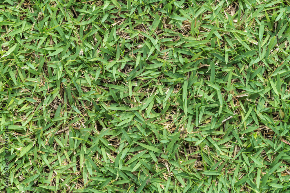 Green grass texture