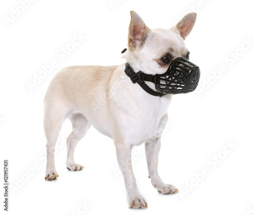 Foto chihuahua and muzzle