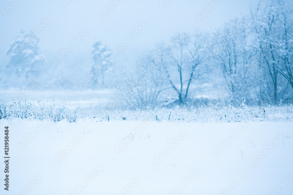 Fototapeta premium Winter snowy trees background