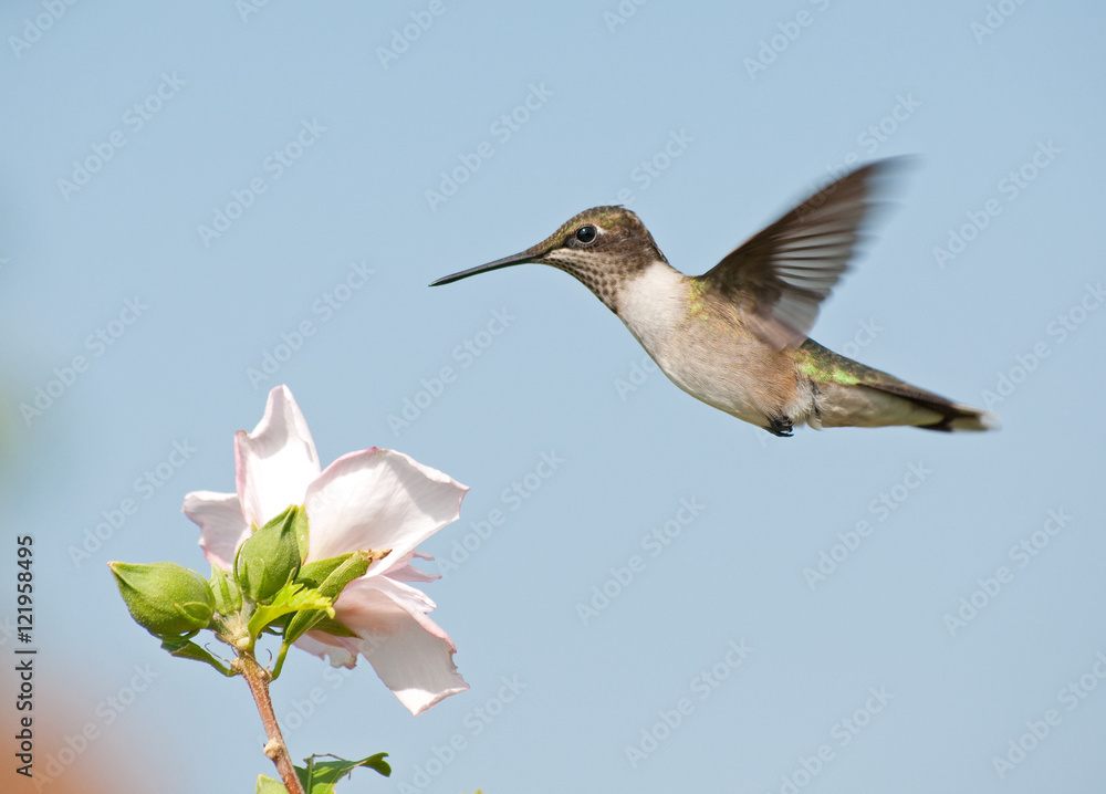Young Ruby-throated Hummingbird in flight Young Ruby-throated Hummingbird in flight