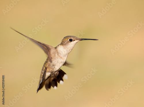 Ruby-throated Hummingbird hovering against muted green background with a spread tail