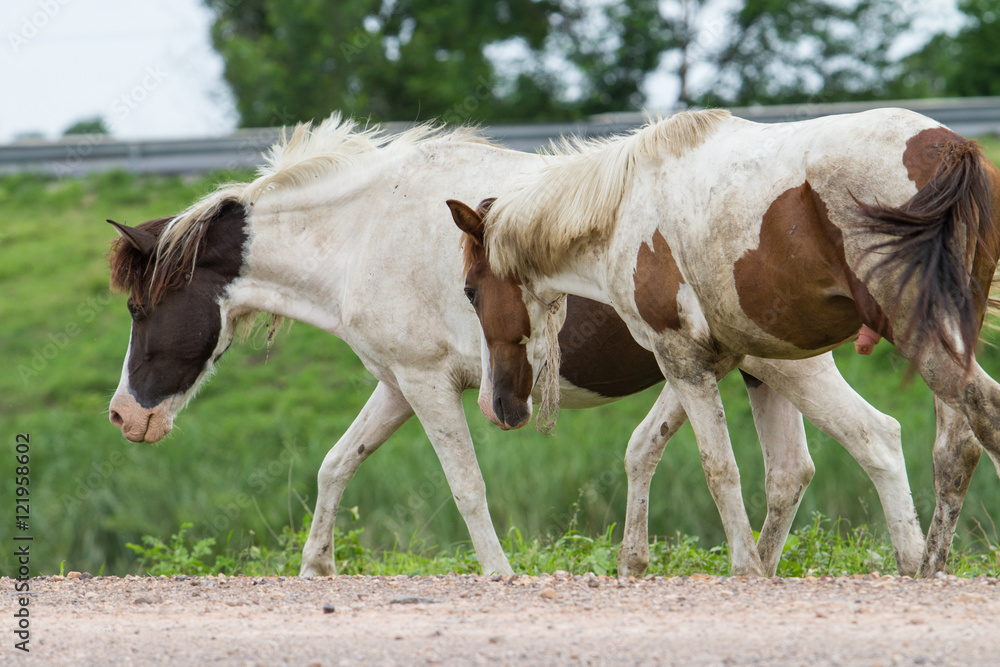 Portrait of a horses on countryside. Portrait of a horses on countryside.