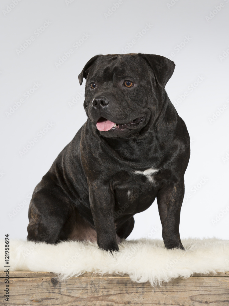 Obraz premium American staffordshire portrait. Image taken in a studio.