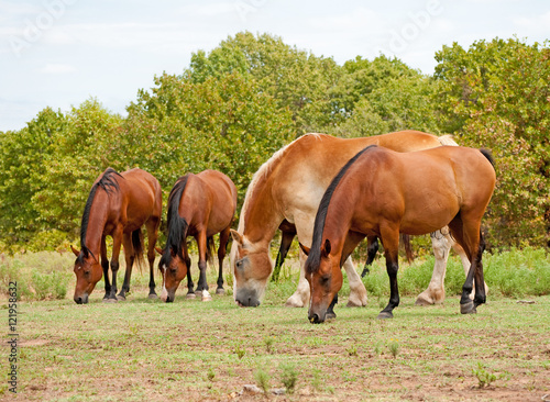 Small herd of horses grazing in pasture