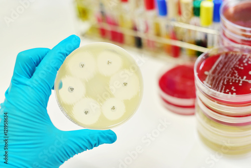 Obraz na plátně Antimicrobial susceptibility testing in petri dish