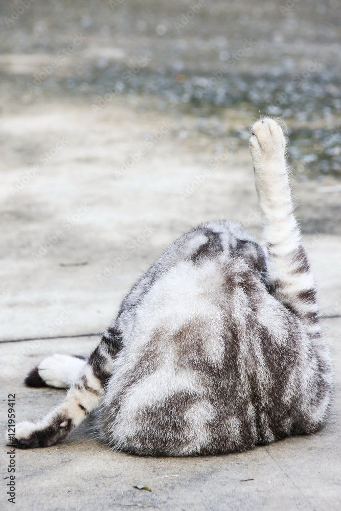American Short Hair cat is cleaning hair.