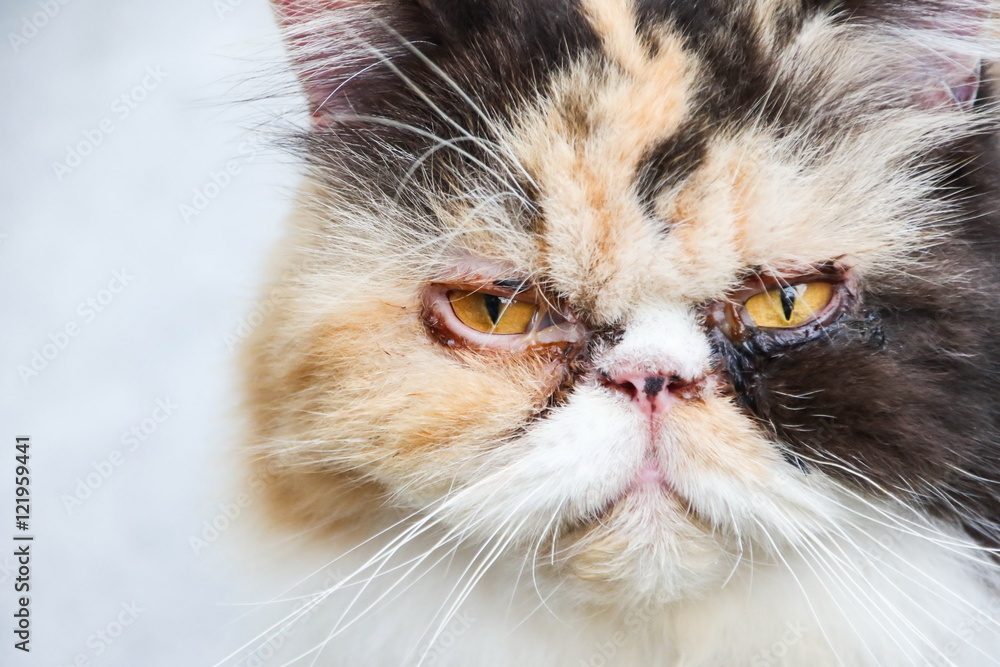 Persian Cat