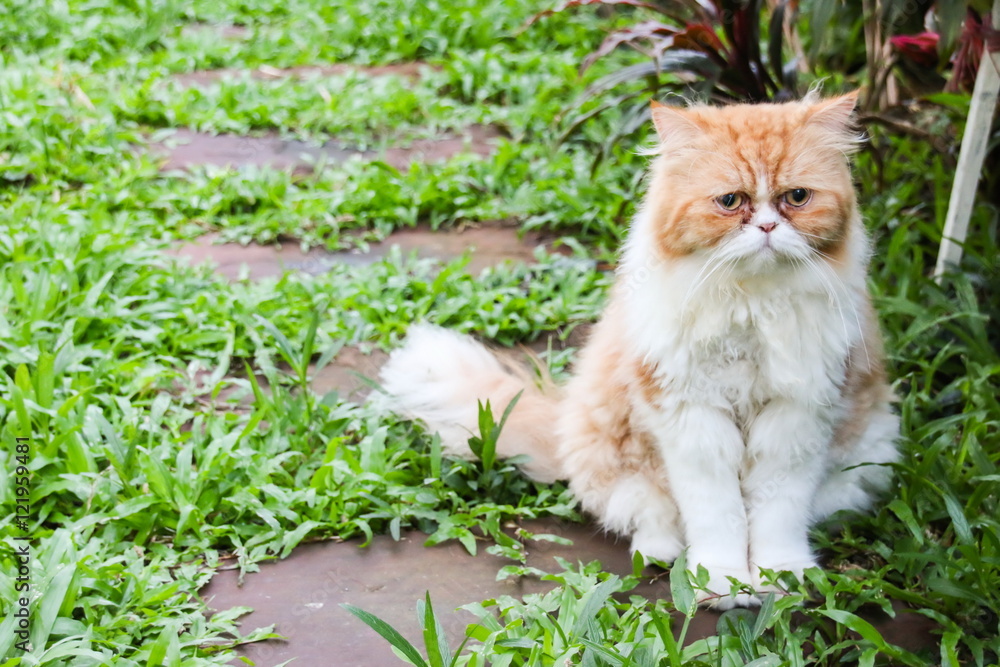 Persian Cat