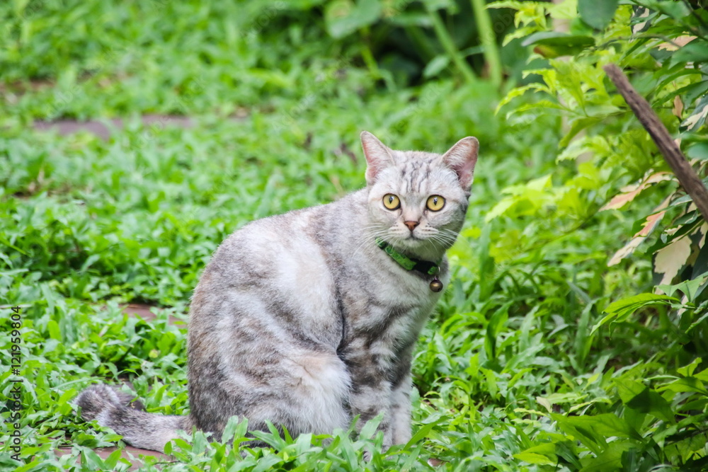American Short Hair with yellow eyes cat