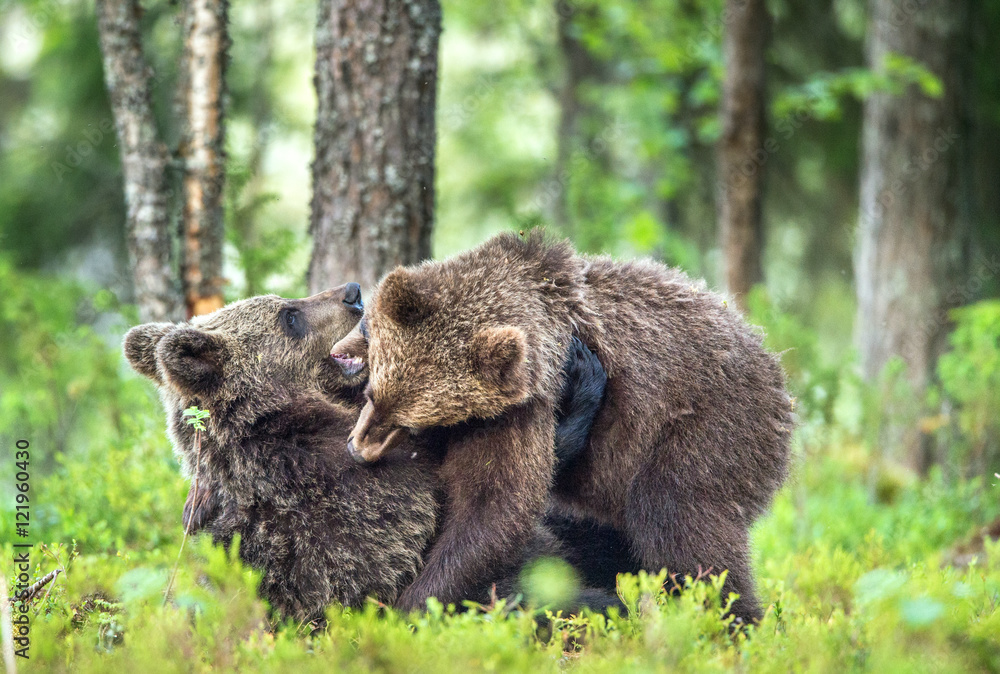 The Cubs of Brown bears (Ursus Arctos Arctos) playfully fighting, The summer forest. Natural green Background The Cubs of Brown bears (Ursus Arctos Arctos) playfully fighting, The summer forest. Natural green Background