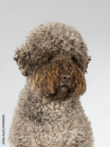 Lagotto Romagnolo dog portrait. Image taken in a studio.