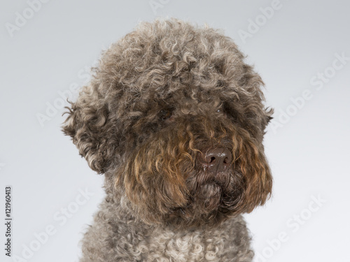 Lagotto Romagnolo dog portrait. Image taken in a studio.