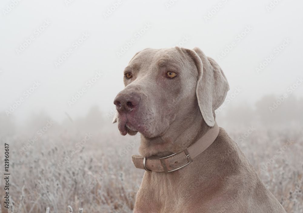 Closeup of a Weimaraner dog on a cold foggy winter morning
