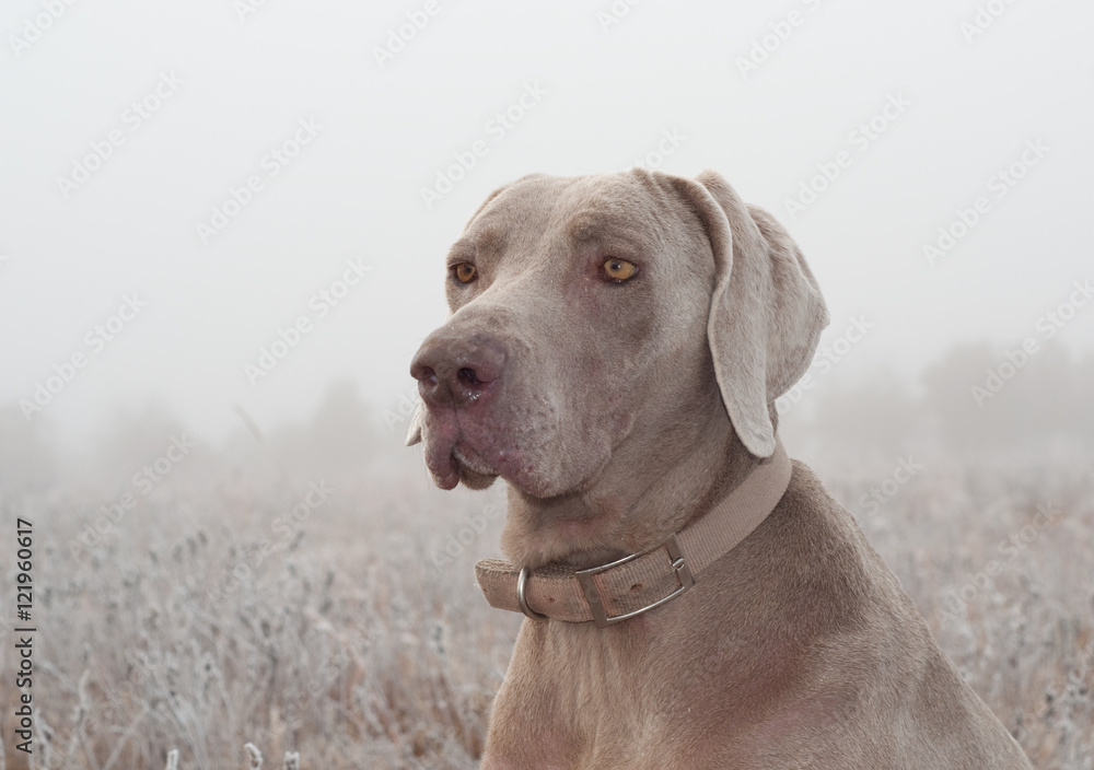 Closeup of a Weimaraner dog on a cold foggy winter morning Closeup of a Weimaraner dog on a cold foggy winter morning