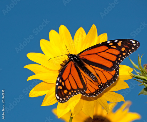 Dorsal view of a male Monarch butterfly feeding on a wild sunflower against deep blue sky © pimmimemom