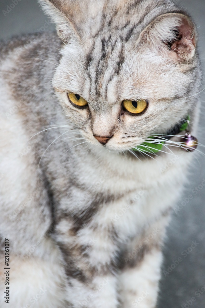 American Short Hair with yellow eyes cat