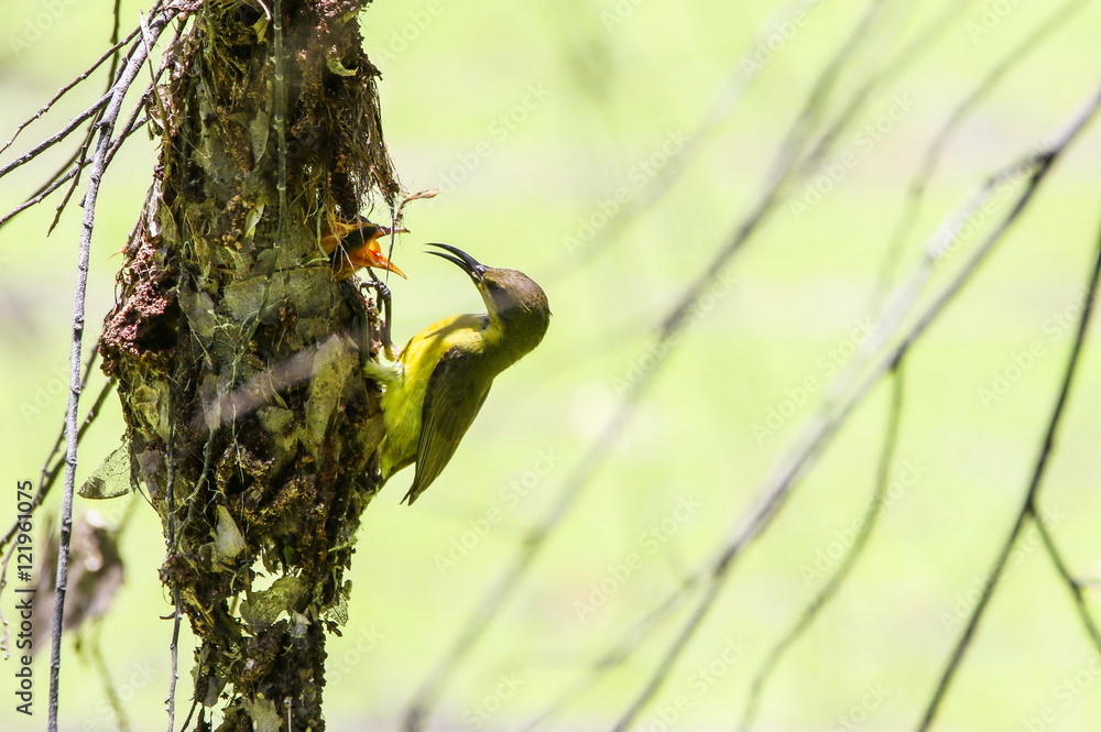 Brown-throated Sunbird (Anthreptes Malacensis) is feeding their baby in the nest.