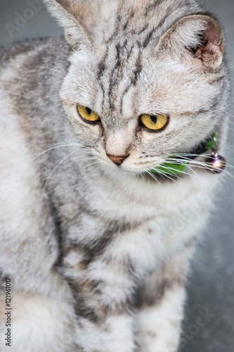 Obraz na płótnie American Short Hair with yellow eyes cat w salonie