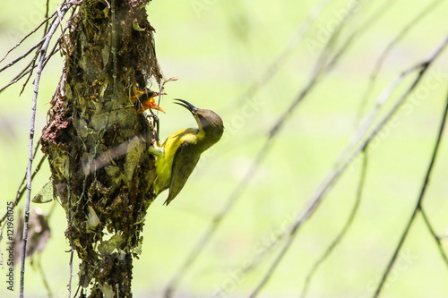 Obraz na płótnie Brown-throated Sunbird (Anthreptes Malacensis) is feeding their baby in the nest. w salonie
