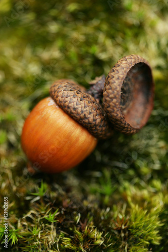 Acorn Detail