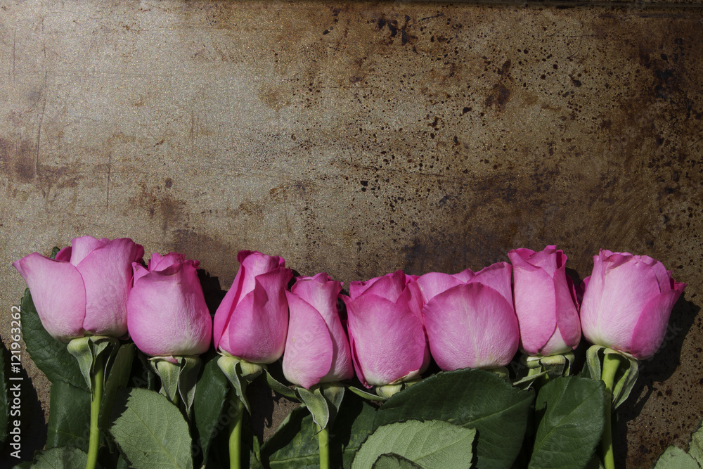 Pink Long Stem Roses lined along the bottom edge of a metal background - obrazy, fototapety, plakaty 