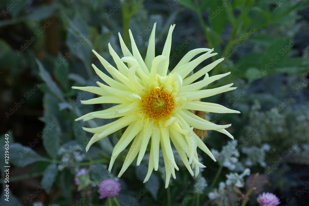 Dahlia cactus jaune pâle au crépuscule en été, parc floral Paris Dahlia cactus jaune pâle au crépuscule en été, parc floral Paris