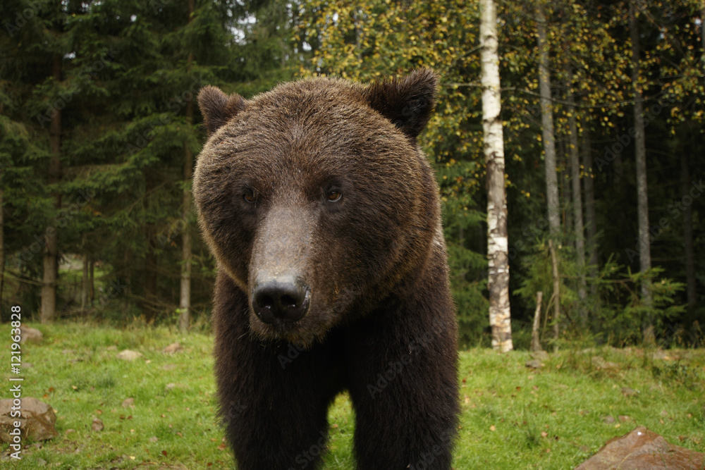 Big wild brown bear stands and looks sad in a forest background Big wild brown bear stands and looks sad in a forest background