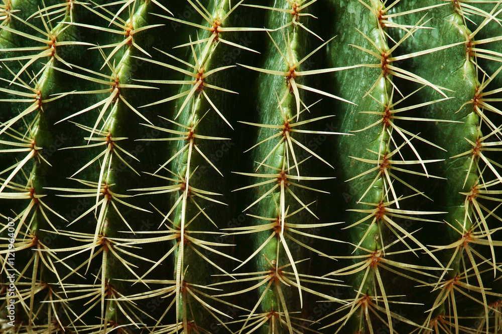 Cactus pattern