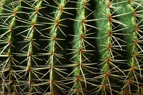 Cactus pattern photo