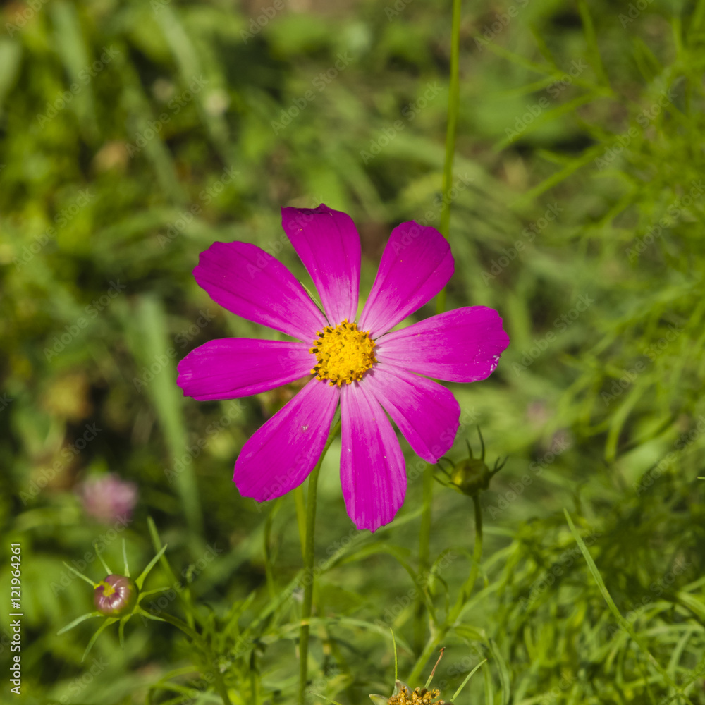 Mexican Aster or Garden cosmos, Cosmos bipinnatus, purple flower close-up, selective focus, shallow DOF Mexican Aster or Garden cosmos, Cosmos bipinnatus, purple flower close-up, selective focus, shallow DOF