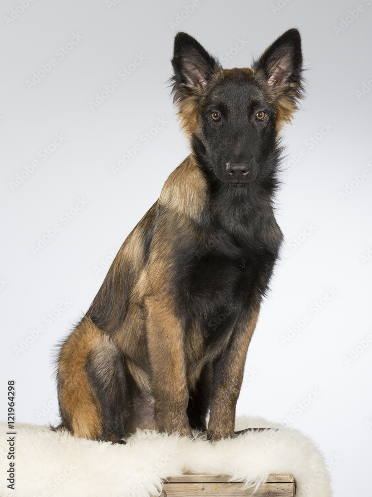 Tervueren puppy portrait. The dog breed is Belgian shepherd dog commonly known. Image taken in a studio. Tervueren puppy portrait. The dog breed is Belgian shepherd dog commonly known. Image taken in a studio.