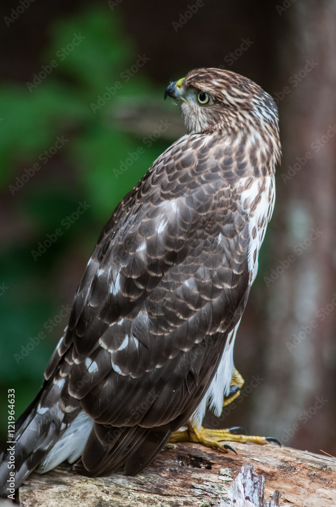 Cooper's hawk on the ground Cooper's hawk on the ground